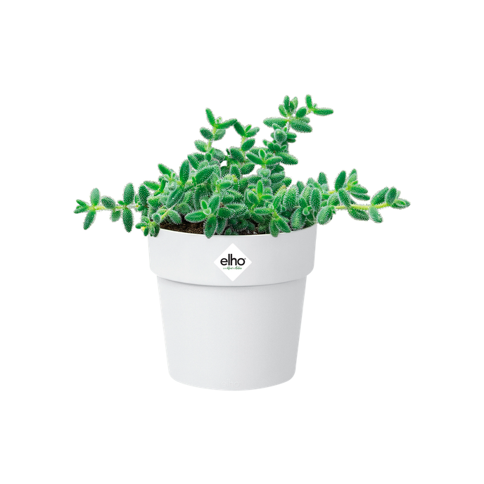 b.for original rond mini 9cm blanc